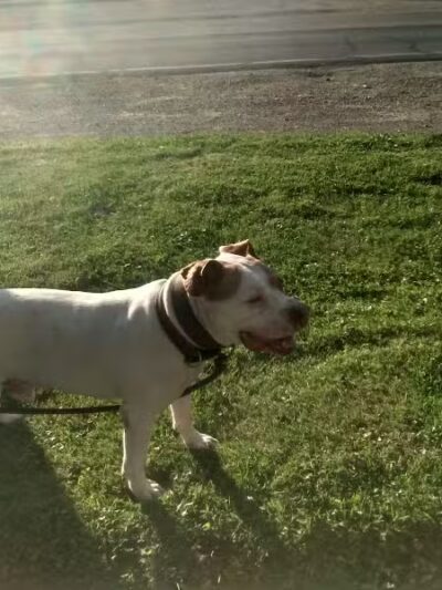 Little Wolf Lake County Park - Grass Lake,