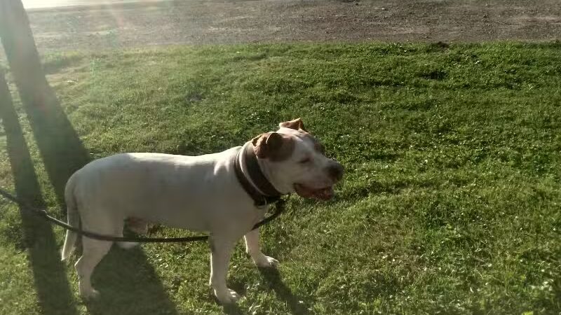 Little Wolf Lake County Park - Grass Lake,