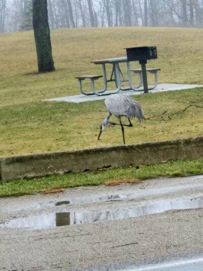 Little Wolf Lake County Park - Grass Lake,