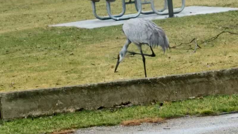 Little Wolf Lake County Park - Grass Lake,