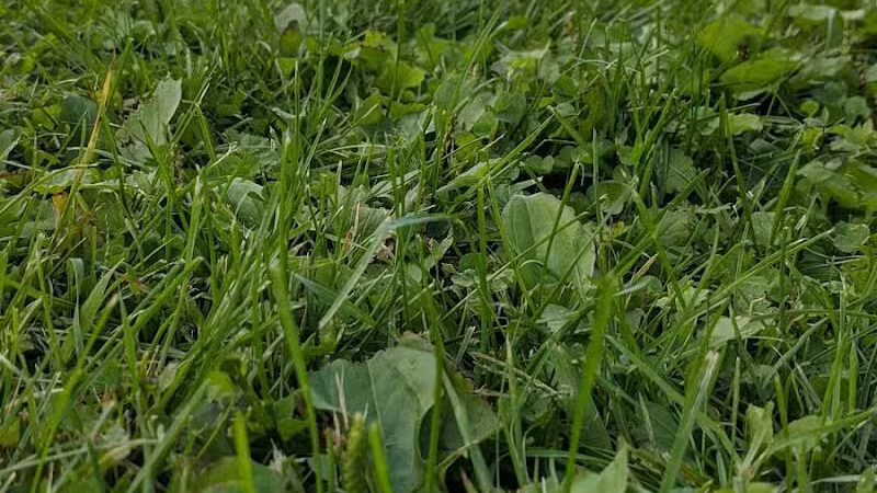 Little Wolf Lake County Park - Grass Lake,