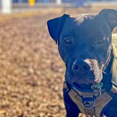 Travel Center Dog Park - Grayling, MI