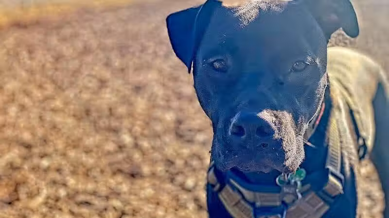 Travel Center Dog Park - Grayling, MI