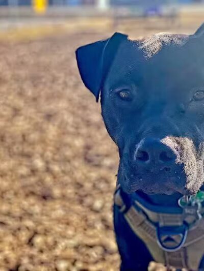 Travel Center Dog Park - Grayling, MI