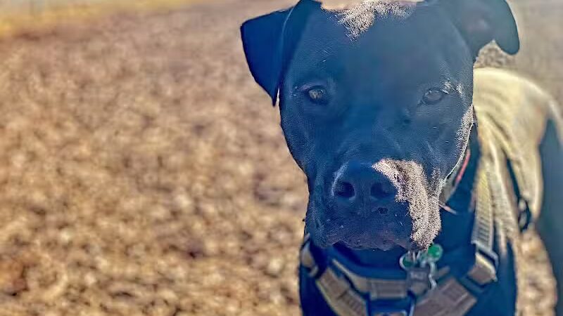 Travel Center Dog Park - Grayling, MI