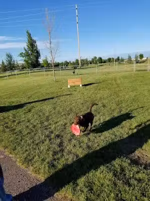 Pacific Steel & Recycling Trailside Dog Park - Great Falls, MT