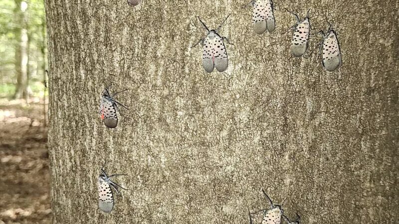 Seneca Regional Park - Great Falls, VA