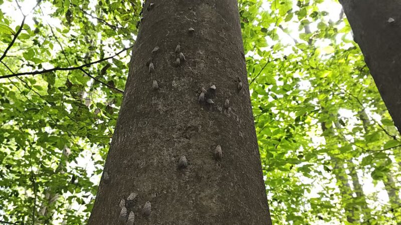 Seneca Regional Park - Great Falls, VA