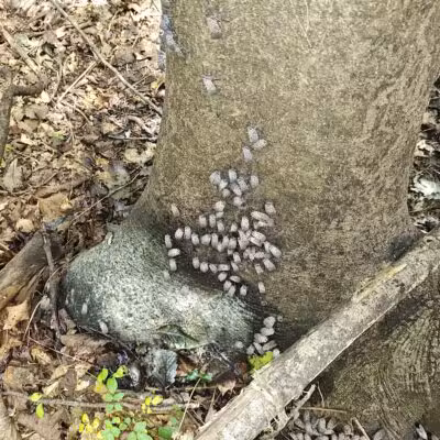 Seneca Regional Park - Great Falls, VA