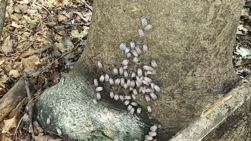 Seneca Regional Park - Great Falls, VA