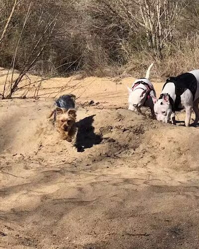 Carolina Thread Trail-Rocky Creek Trail - Great Falls, SC