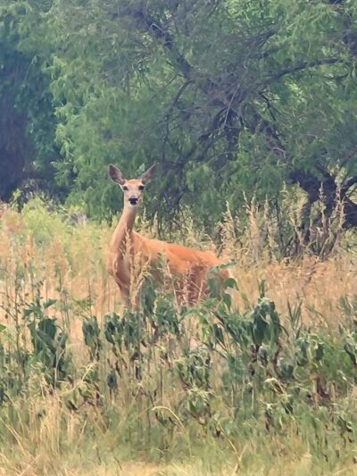 Rover Run Dog Park - Greeley, CO