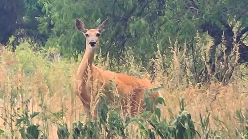 Rover Run Dog Park - Greeley, CO