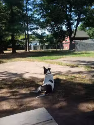 Central Bark Dog Park - Green Brook Township, NJ