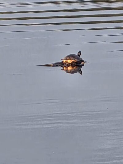 Buddy Attick Lake Park - Greenbelt, MD