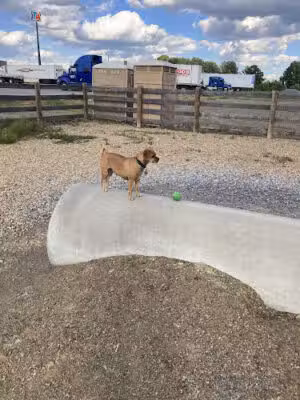 Davy's Dog Park - Greeneville, TN