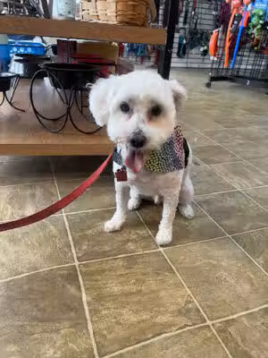 Pawfect Pet Den - Greenlawn, NY