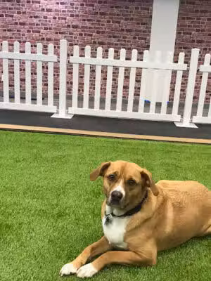 PawSessions Dog Training, Socialization and Event Center of Long Island - Greenlawn, NY