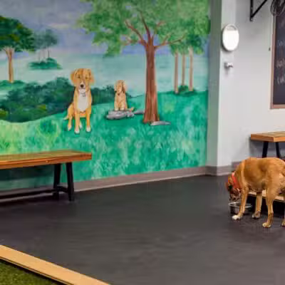 PawSessions Dog Training, Socialization and Event Center of Long Island - Greenlawn, NY