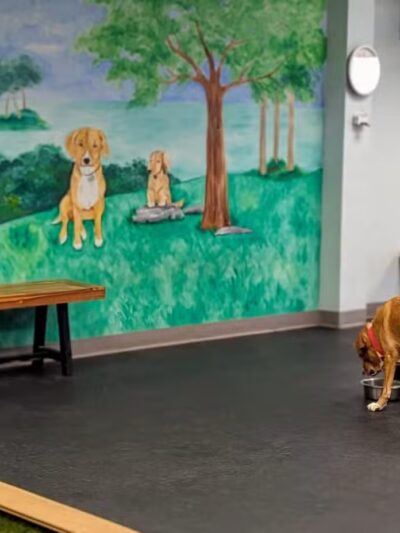 PawSessions Dog Training, Socialization and Event Center of Long Island - Greenlawn, NY