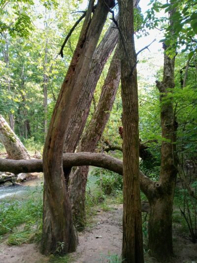 Charles L Buell Trail - Greensburg, IN