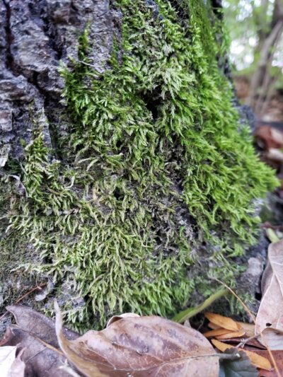 Rebekah Park - Greensburg, IN