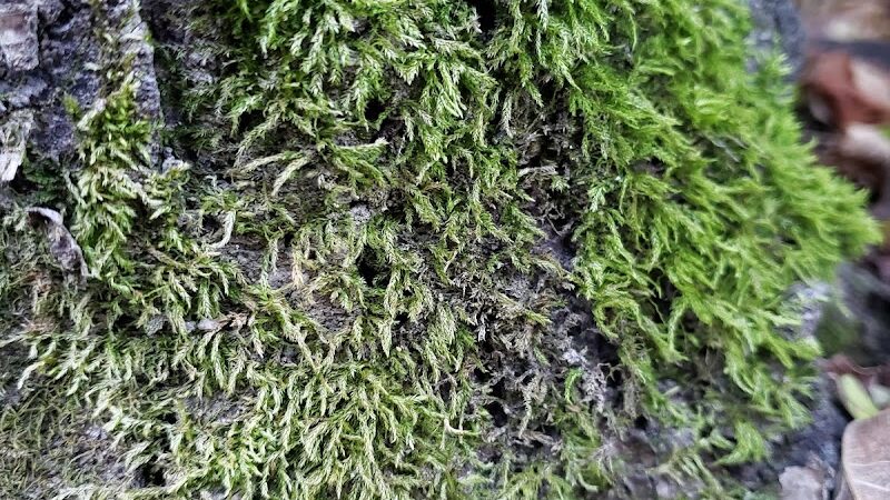 Rebekah Park - Greensburg, IN