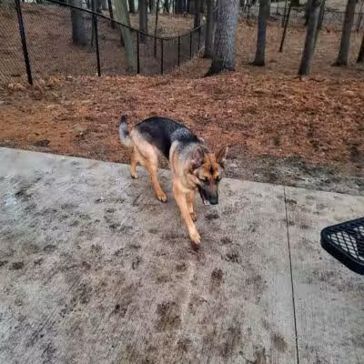 Central Bark Park - Greenville,