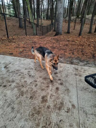 Central Bark Park - Greenville,
