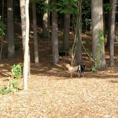 Central Bark Park - Greenville,
