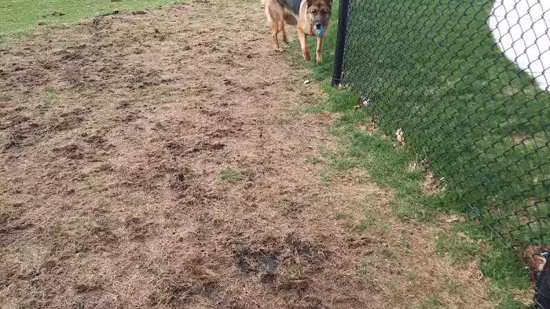 Central Bark Park - Greenville,