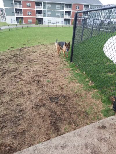 Central Bark Park - Greenville,