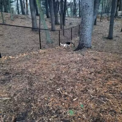 Central Bark Park - Greenville,