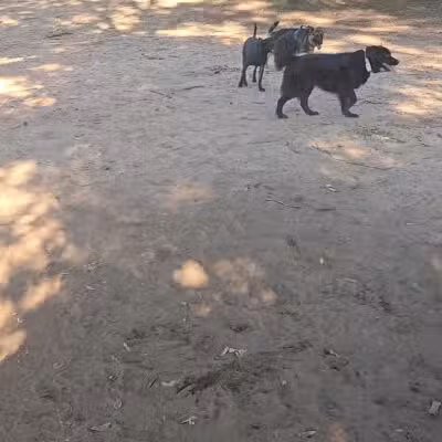 Conestee Dog Park - Greenville, SC