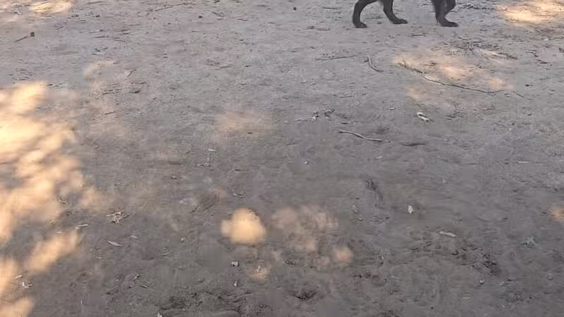 Conestee Dog Park - Greenville, SC
