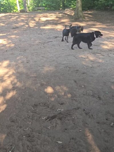 Conestee Dog Park - Greenville, SC