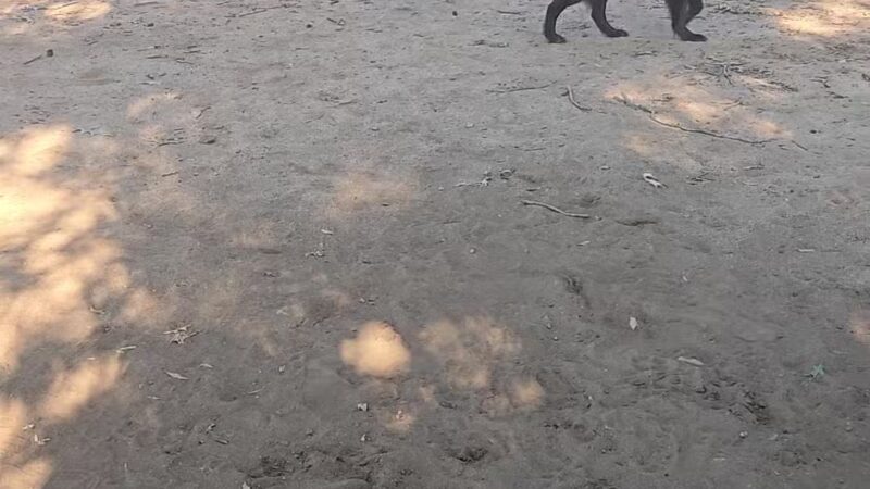 Conestee Dog Park - Greenville, SC