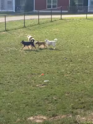 Central Bark Park - Greenville,