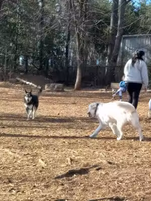 Conestee Dog Park - Greenville, SC