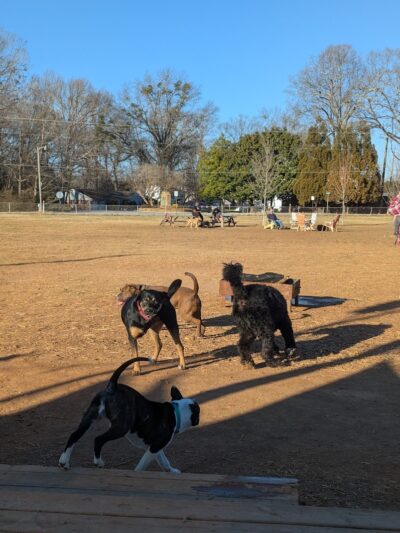 Edgewood Bark Park - Greenville, SC