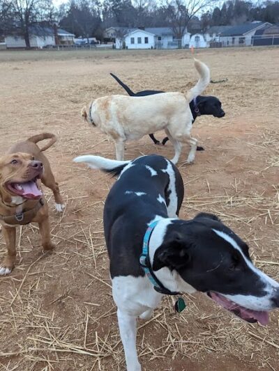 Edgewood Bark Park - Greenville, SC