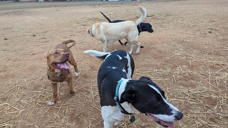 Edgewood Bark Park - Greenville, SC