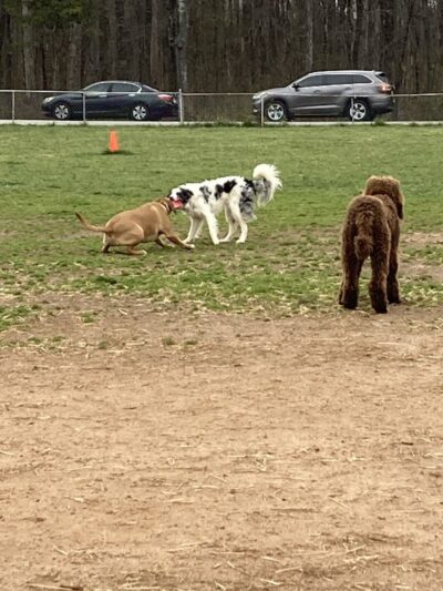 Edgewood Bark Park - Greenville, SC