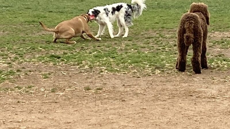 Edgewood Bark Park - Greenville, SC