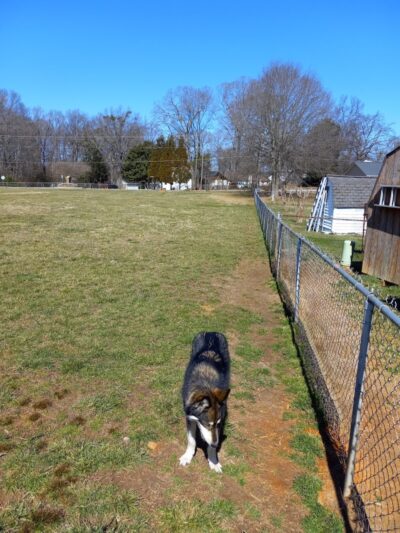 Edgewood Bark Park - Greenville, SC