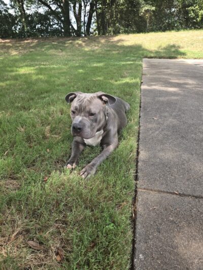Edgewood Bark Park - Greenville, SC