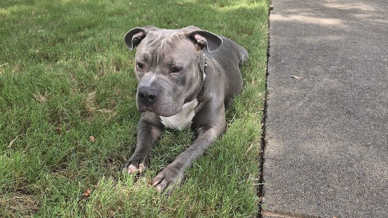 Edgewood Bark Park - Greenville, SC