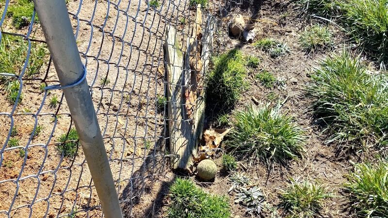 Edgewood Bark Park - Greenville, SC