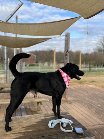 Edgewood Bark Park - Greenville, SC