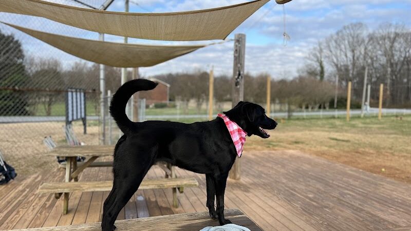 Edgewood Bark Park - Greenville, SC